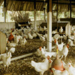 Déclaration du MRC sur la gestion gouvernementale de la grippe aviaire, la recapitalisation de la SODECOTON et de la nomination a sa tête d’un nouveau Directeur Général